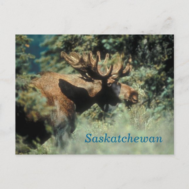 Saskatchewan bull-vykort vykort (Framsida)