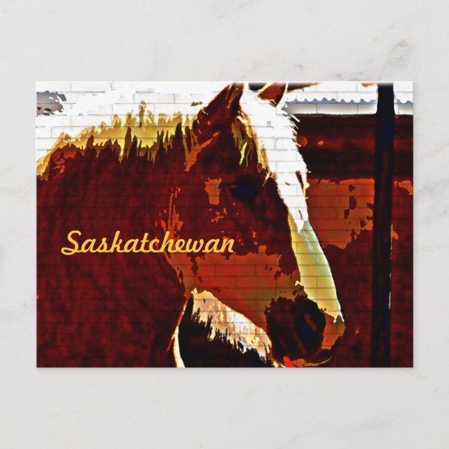 Saskatchewan,Sorrel Horse in Profile Postcard Vykort (Framsida)