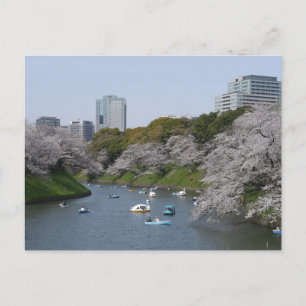 Säsongen Cherry blommar (Sakura) i Tokyo, Japan Vykort