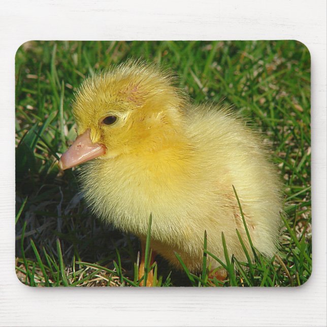 Säsongens första Scovie Musmatta (Framsidan)