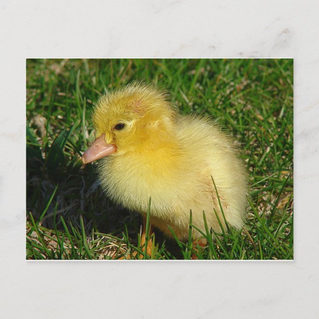 Säsongens första Scovie Vykort (Framsida)