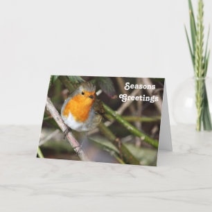 Säsonhälsningar Robin Bird i Träd Helgkort