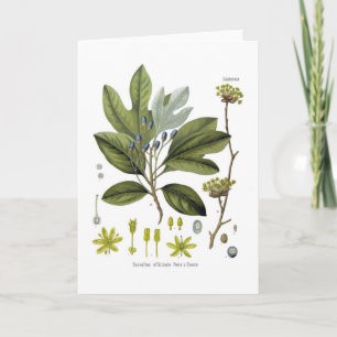 Sassafras officinale kort