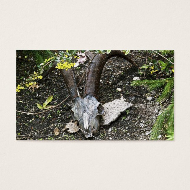 sassafras visitkort (Framsidan)