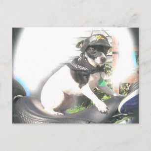 Sassy Biker Råtta Terrier Babe Vykort