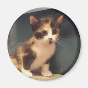 Sassy Calicokattunge Magnet