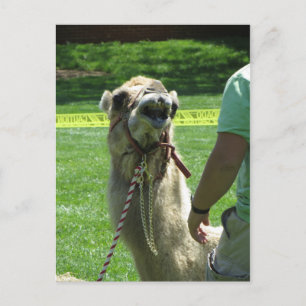 Sassy Camel Vykort
