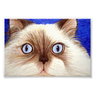 Sassy den Himalayan katten tryck för 5 x 7 foto