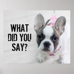Sassy Fransk Bulldog Poster