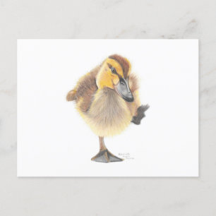 Sassy New Zealand Grått Duckling-vykort Vykort