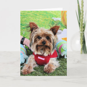 Sassy påsk - Yorkshire Terrier - Helgkort