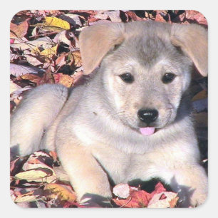 Sassy Puppy in Löv Fyrkantigt Klistermärke