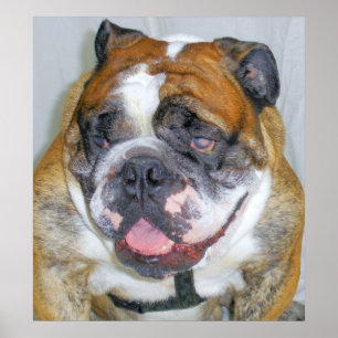 Sassydog bulldoggaffischen poster