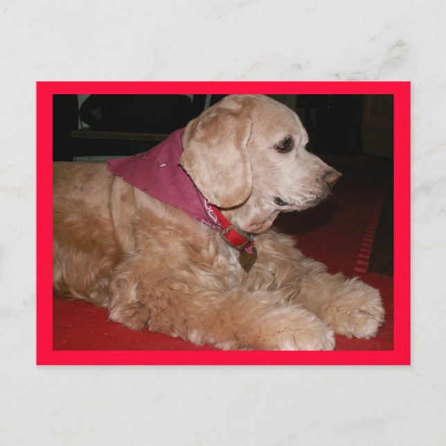 sassyflicka vykort (Framsida)