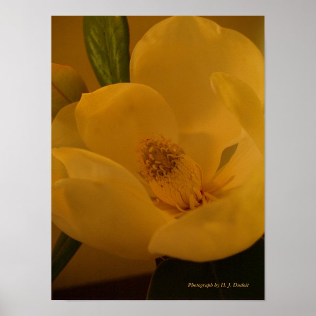 Sateen Magnolia Poster (Framsidan)