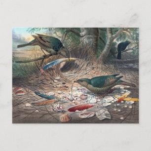 Satin Bower-Bird av Joseph Varg Vykort