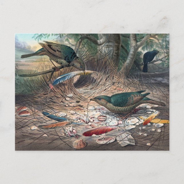 Satin Bower-Bird av Joseph Varg Vykort (Framsida)