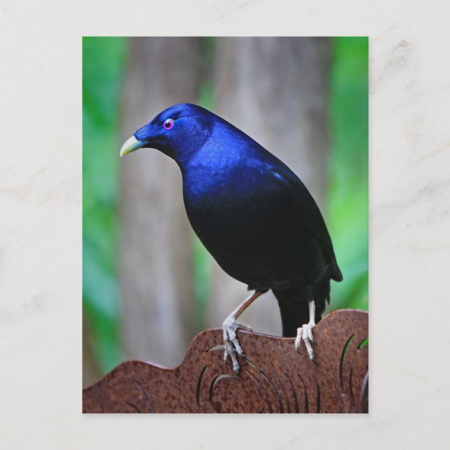 Satin bowerbird vykort (Framsida)