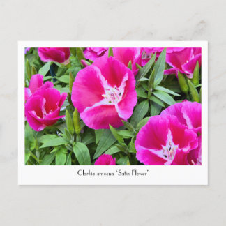 Satin eller Godet Flower-inkasserbart vykort