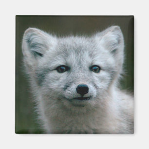 Sats för räv för Getty bilder arktisk Magnet