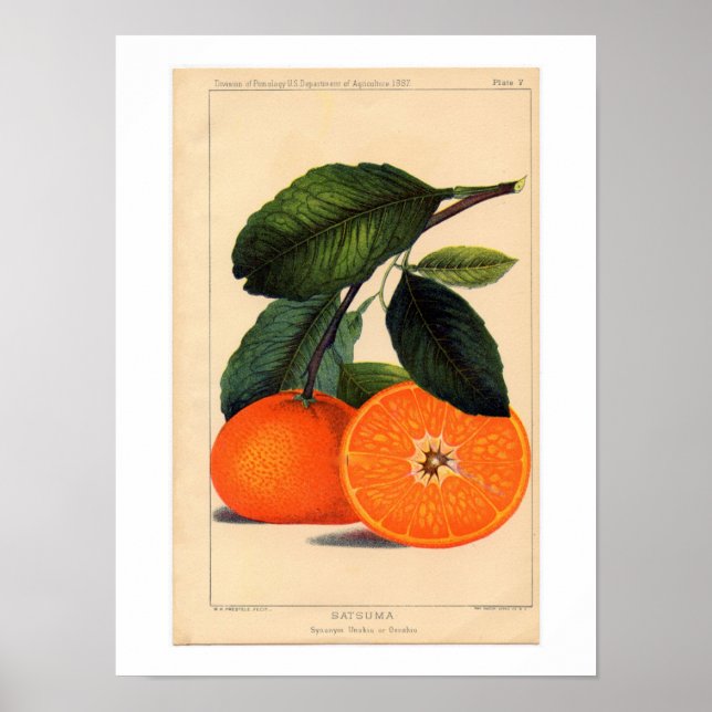 Satsuma botaniskt tryck (Framsidan)