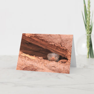 Satt band mungor, Tanzania Helgkort