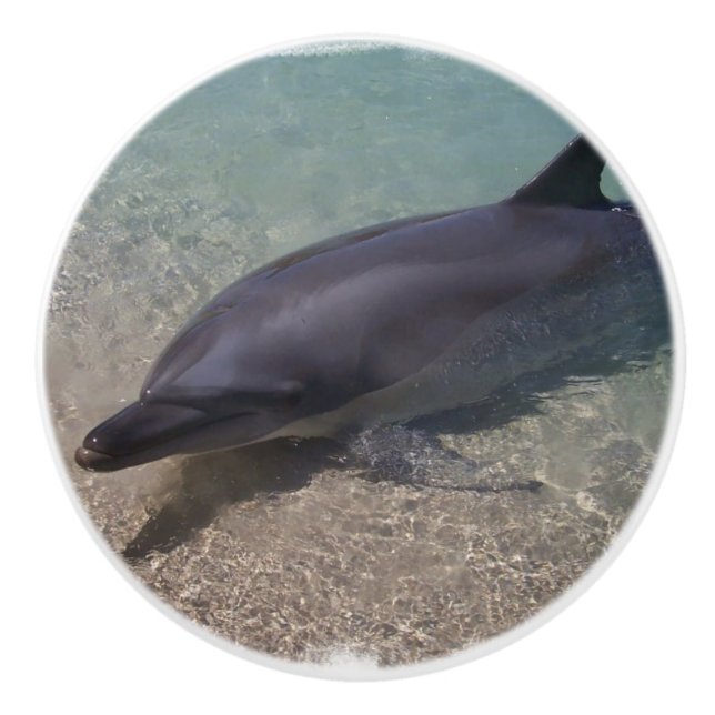 Satt på land delfin knopp (Framsidan)