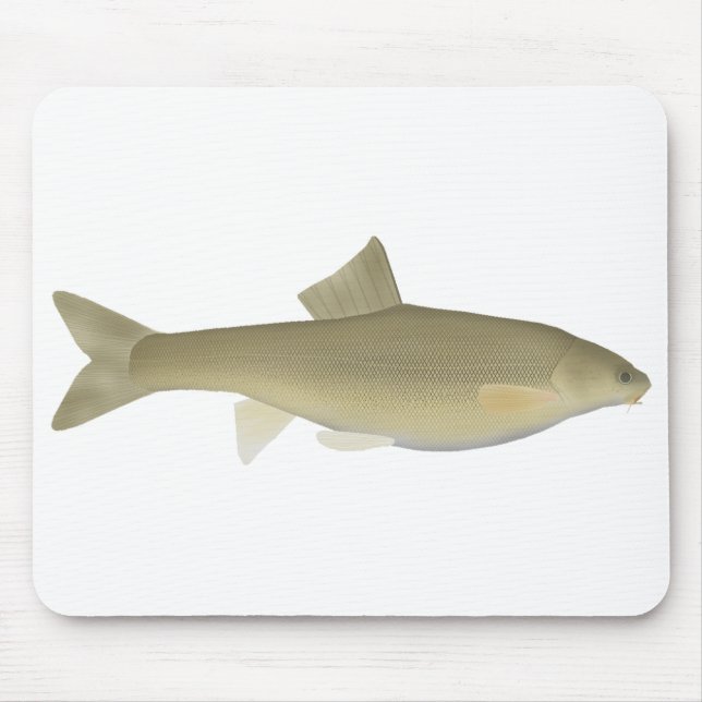Sattar Snowtrout Musmatta (Framsidan)