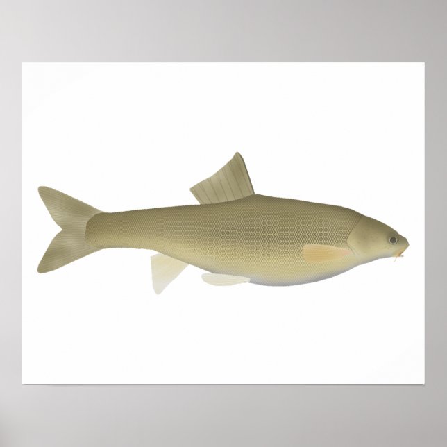 Sattar Snowtrout Poster (Framsidan)