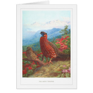 Satyren Tragopan; Hälsningskort