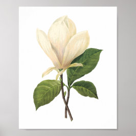 Saucer magnolia (Magnolia soulangiana) från Redout Poster