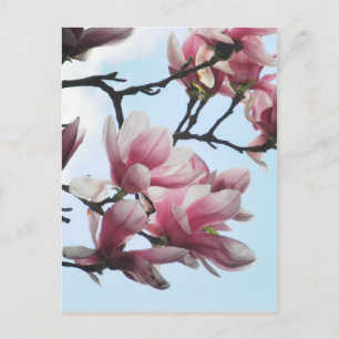 Saucer Magnolia Tulip Träd Flowers Photo Vykort