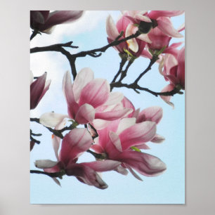 Saucer Magnolia Tulip Träd Rosa White Flowers Poster