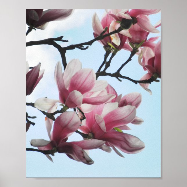 Saucer Magnolia Tulip Träd Rosa White Flowers Poster (Framsidan)