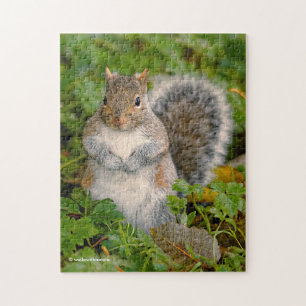 Saucy Cute Squirrel, kan du förbruka en jordnöt? Pussel