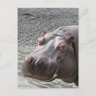 Saucy Hippo! Vykort
