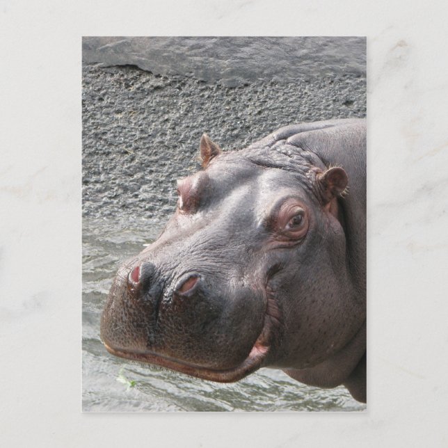 Saucy Hippo! Vykort (Framsida)