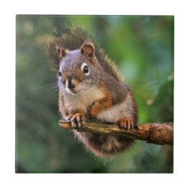 Saucy Red Squirrel i Fir Kakelplatta