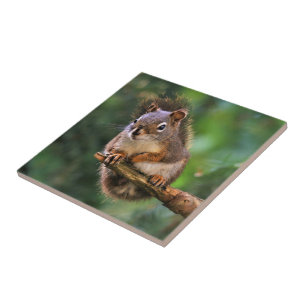 Saucy Red Squirrel i Fir Kakelplatta