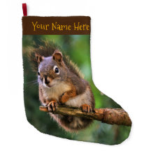 Saucy Red Squirrel i Fir