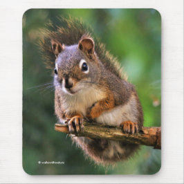 Saucy Red Squirrel i Fir Träd Musmatta