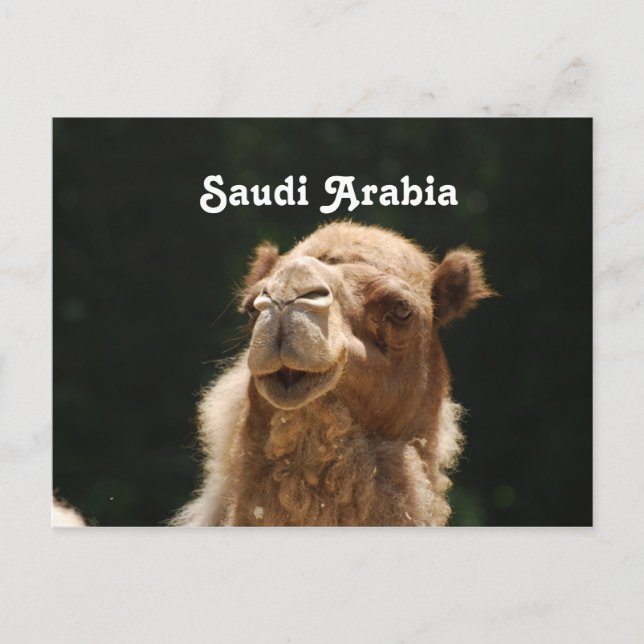 Saudiarabisk kamel vykort (Framsida)