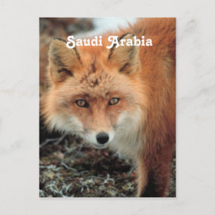 Saudiarabisk räv vykort