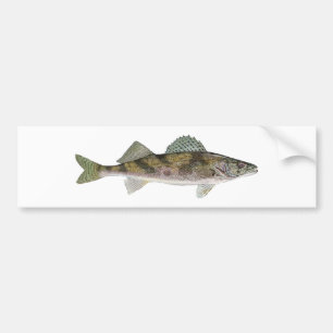 Sauger Bildekal