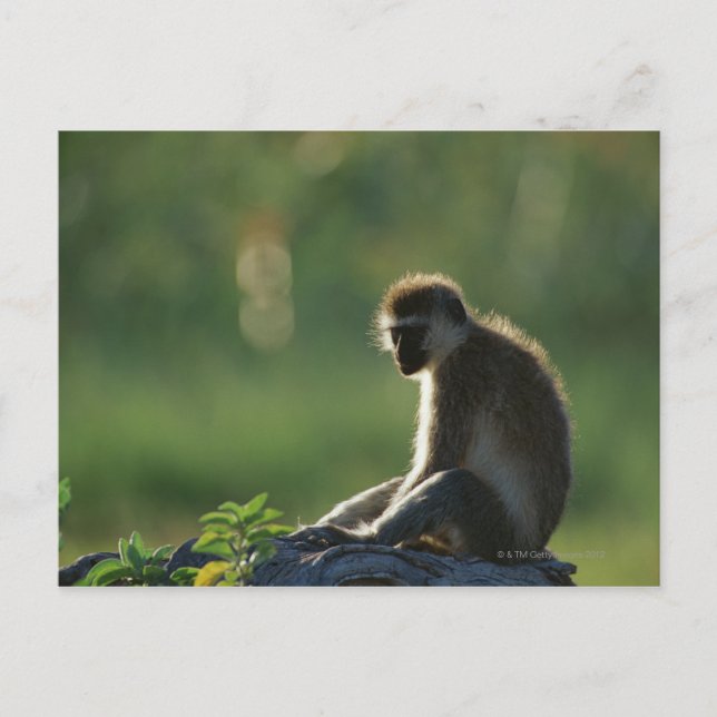 Savanna Monkey Vykort (Framsida)