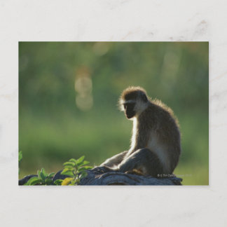 Savanna Monkey Vykort