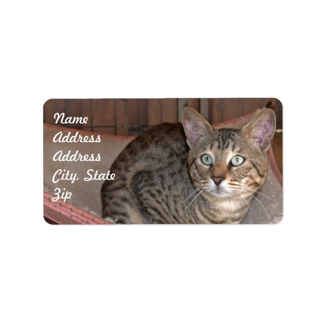 Savannah Cat Adress Sticker Adressetikett (Framsidan)