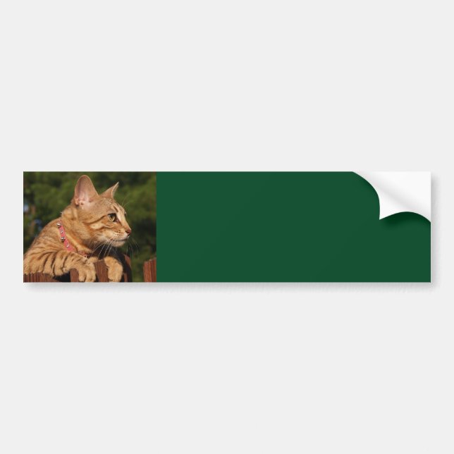 Savannah Cat Background Bumper Sticker Bildekal (Framsidan)