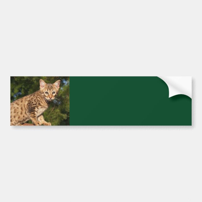 Savannah Cat Background Bumper Sticker Bildekal (Framsidan)