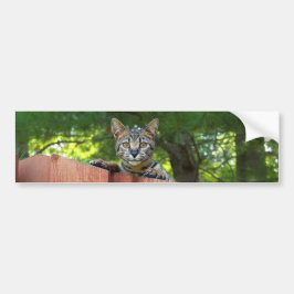 Savannah Cat Background Bumper Sticker Bildekal